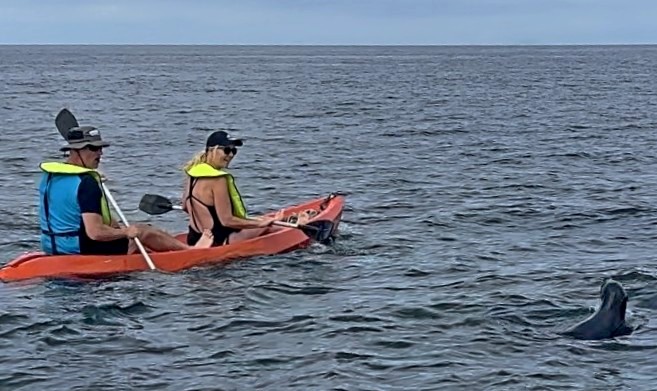 Kajak 2 personen aandachtig gevolgt door spelende zeeleeuw